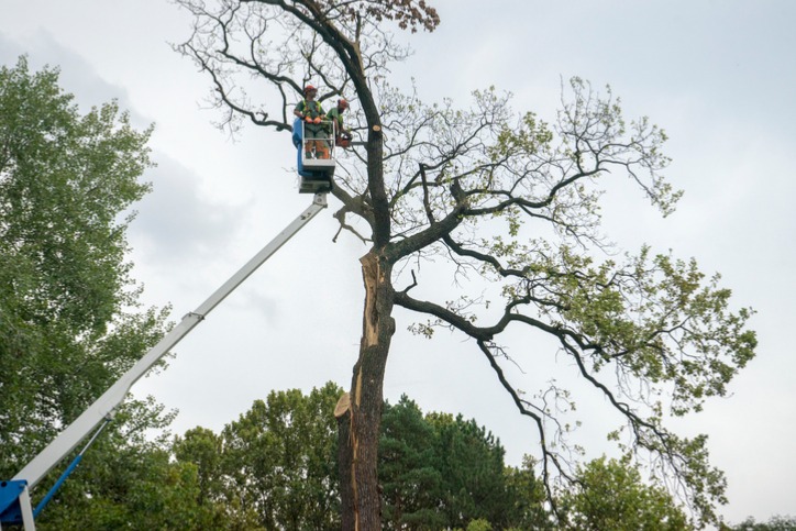 Image for blog post: Do You Need To Remove Dead Trees?