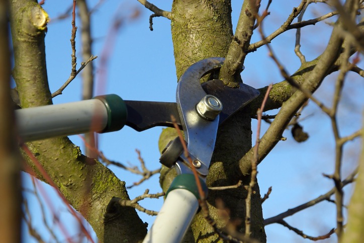 Image for blog post: Why Proper Pruning Is Important