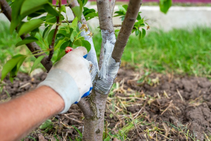 Image for blog post: Tree Preservation Planning