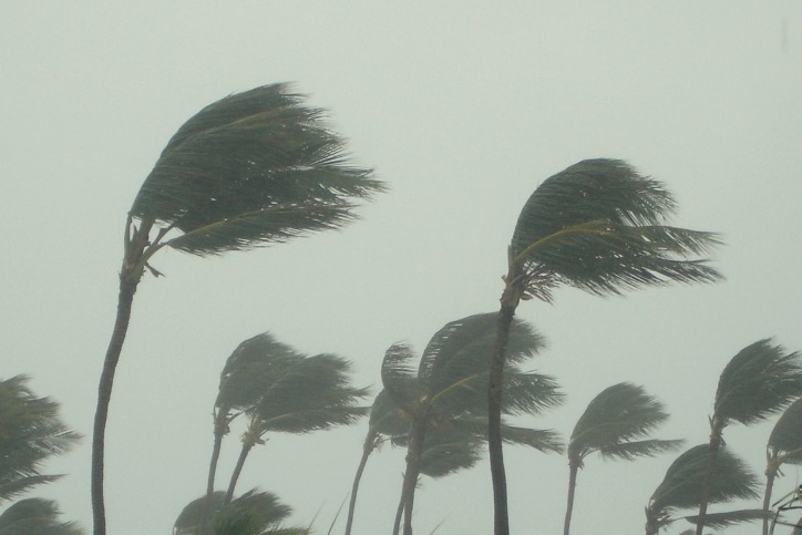 Image for blog post: Hurricane Readiness Guide For Trees