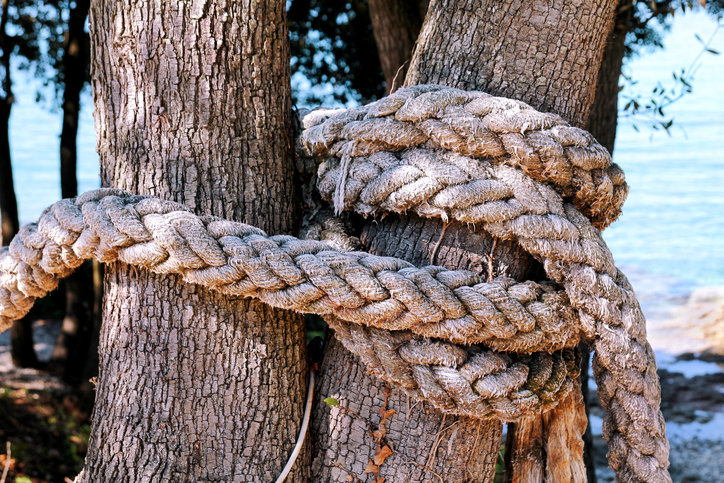 Knot in between trees