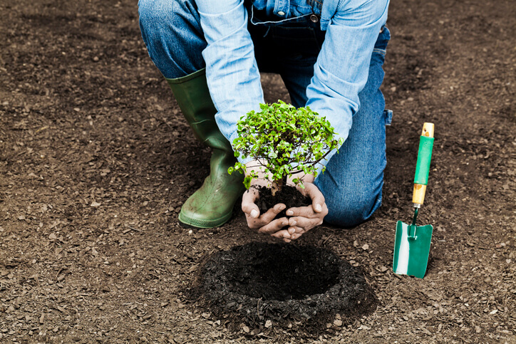 Image for blog post: Tree Care During the Summer